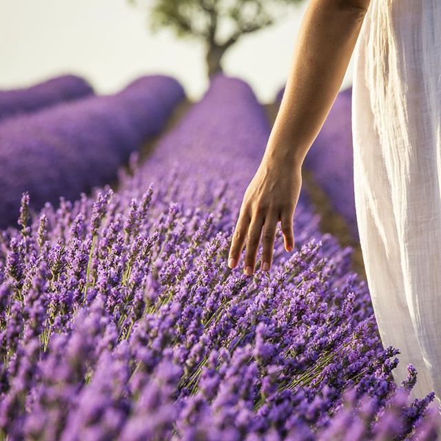 Lavender-Field